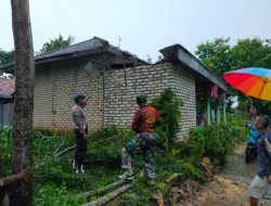 Babinsa Koramil 0826-05 Larangan Langsung Turun Kewilayah Saat Kejadian Angin Puting Beliung