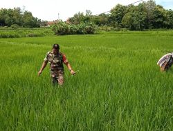 Turun Ke Sawah, Babinsa Bantu Warga Binaan Bersihkan Tanaman Padi Dari Hama