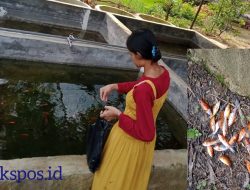 Penjual Ikan Hias Ini Merugi Hingga Jutaan Rupiah, Ini Salah Satu Penyebabnya