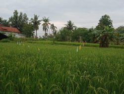 Burung dan Tikus Menyerang Lahan Pertanian Padi Petani di Pamekasan