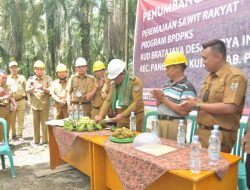 Bupati Pelalawan Buka Secara Resmi Penumbangan Perdana Peremajaan Sawit Rakyat Di Desa Surya Indah