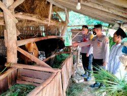 Antisipasi Penyakit PMK, Kapolsek Palengaan Turun Langsung Berikan Himbauan Peternak Sapi di Desa Banyupelle 