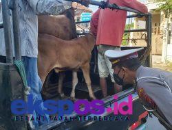 Satlantas Polres Sampang Lakukan Peyekatan Pada Kendaraan Jenis Pikcup Bermuatan Sapi