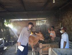 Upaya Mendukung Pencegahan Penyebaran Penyakit PMK, Babinkamtibmas Melakukan Pendampingan Giat Vaksinaai