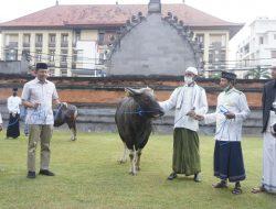 Kapolda Bali Serahkan Sapi Qurban Dalam Rangka Idul Adha 1443 H / 2022 M