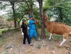 Polsek Densel Dampingi Dinas Pertanian Kota Denpasar Laksanakan Vaksinasi Sapi di Wilayah Denpasar Selatan