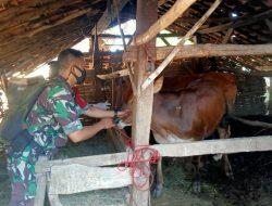 Sertu Syaiful Anam Laksanakan Pendampingan Vaksinasi Hewan Ternak Di Kecamatan Kadur