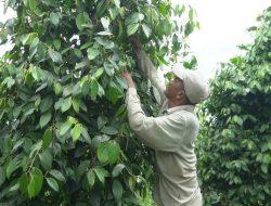 Penyedap Rasa Pembangkit Asa Warga Desa, Lada Sambas Solusinya