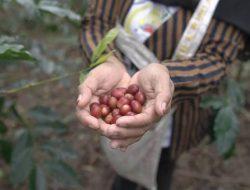 Kopi Gayo, Emas Hitam dari Barat Indonesia