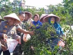 Tasyakuran Petik Jeruk:  Potensi Desa Wisata Kebon Winih & Cafe Oppa di Randu Agung, Singosari