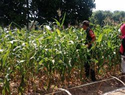 Babinsa Rekkerek Dukung Petani Binaan Tingkatkan Produktivitas Kebutuhan Pangan