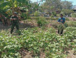 Koramil 0826-03 Dampingi Perawatan Tanaman Kacang Ijo untuk Tingkatkan Ketahanan Pangan