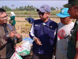 Dukung Ketahanan Pangan, Babinsa  Koramil 0818-26/Singosari Melaksanakan Ubinan Panen Padi