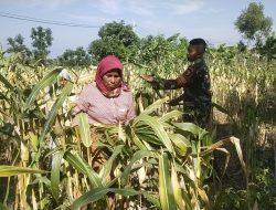 TNI Bantu Petani Tingkatkan Hasil Panen Jagung di Dusun Kwanyar