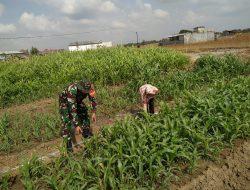 Tingkatkan Produktivitas Pertanian, Serda Agus Sugianto Bantu Petani Jagung di Wilayah Pademawu