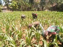 Anggota Posramil 0826-12 Kadur Bersihkan Rumput Liar Tanaman Jagung Bentuk Program Ketahanan Pangan