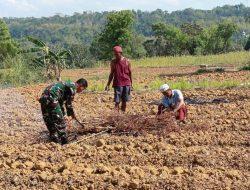 Koramil 0826-11 Batumarmar Dampingi Pengolahan Lahan untuk Ketahanan Pangan di Desa Pangereman