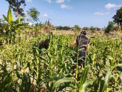 Koramil 0826-09 Pakong, Dukung Ketahanan Pangan dan Dampingi Petani Jagung di Bandungan