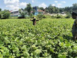 Bhabin Bantu Petani Tanam Kacang Hijau Di Pamekasan