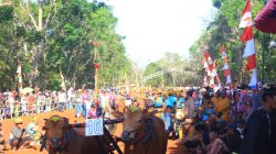 Mahasiswa Unira Ajak Masyarakat Tetap Pertahankan Budaya Madura di Ajang Sapi Hias