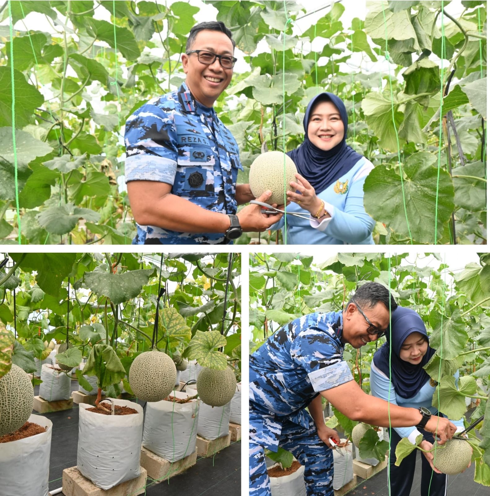Panen Melon Hidroponik, Lanud Abd Saleh Wujudkan Kemandirian Pangan dan Dukungan Gizi Keluarga