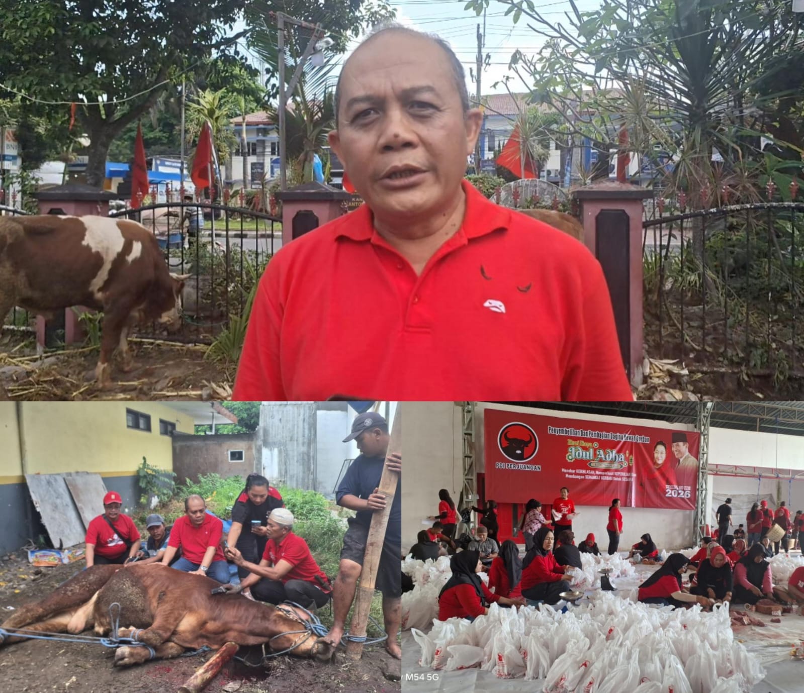 Momentum Idul Adha 1447 H, PDIP Jatim Perkuat Kepedulian Nyata Bagikan 468 Sapi Kurban 