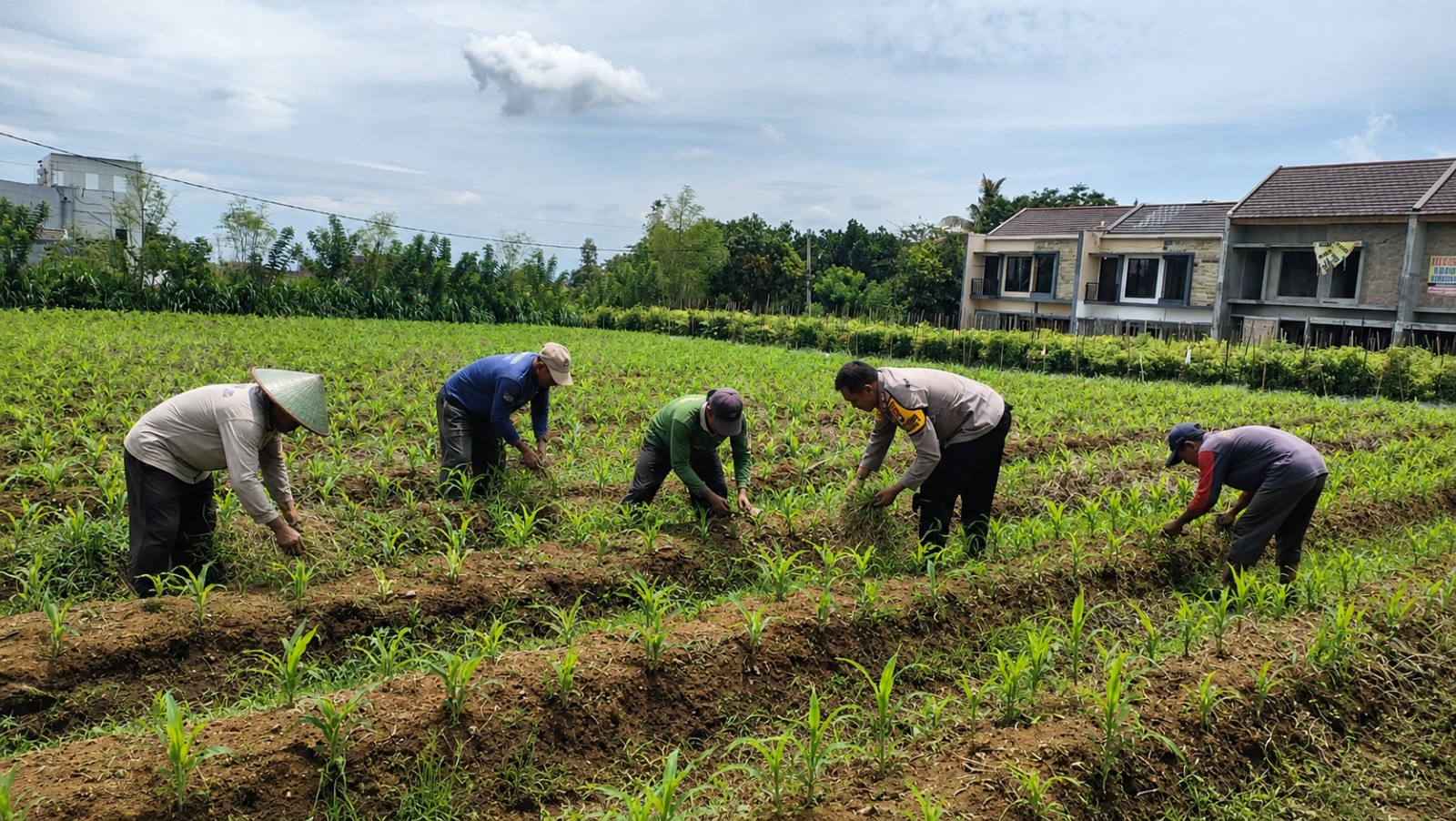 Bhabin Bersama Kelompok Tani Monitoring dan Perawatan Tanaman Jagung