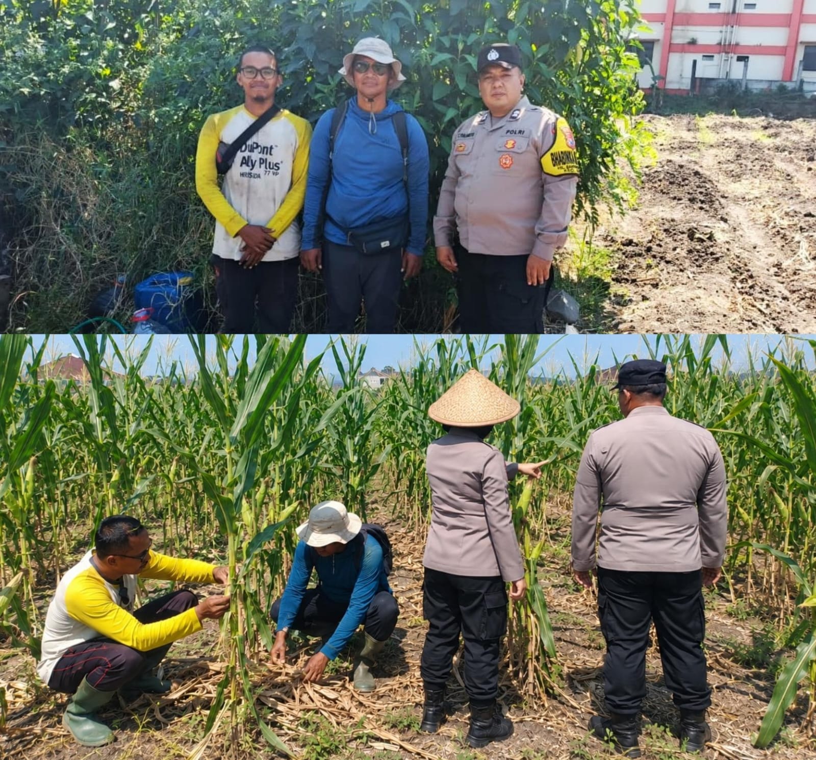 Jagung Mulai Bertongkol, Polisi dan Petani Bandungrejosari Optimistis Panen Hingga 30 Ton