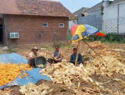 Panen 8 Kuintal Jagung, Pak Bhabin Polsek Lowokwaru Bantu Petani Panen Hingga Pengupasan Jagung
